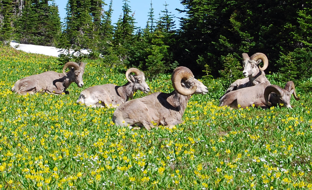 Bighorn sheep resting peacefully in a field of Glacier Lillies in Glacier National Park, Montana.