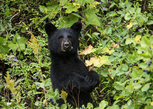 black bear in glacier national park