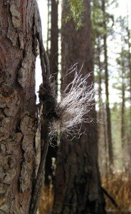 Grizzlies love to scratch their backs on trees, so a group of scientists added wire to their favorite rub trees in the park and were able to collect all sorts of information about Glacier's Grizzlies from the hair they left behind.