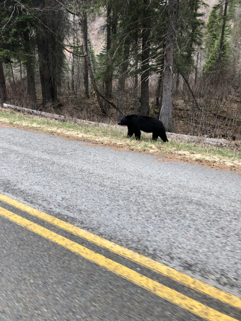 Bear on Going to the Sun Road.