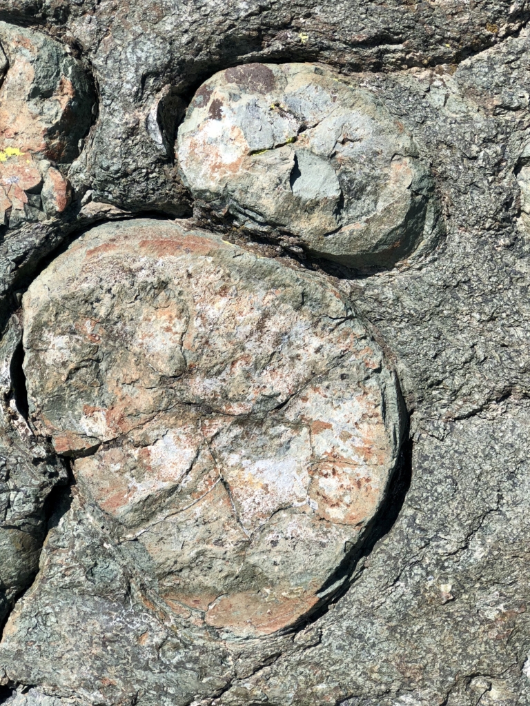 Stromatolites, Highline Trail, Glacier National Park, Montana