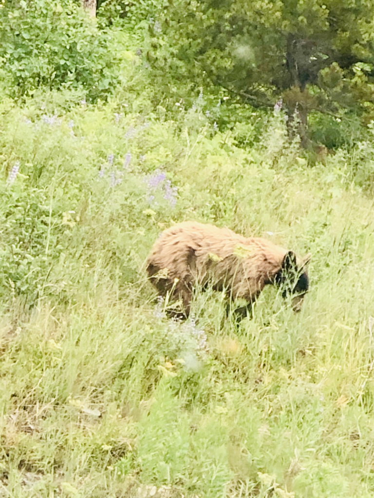 bear in Glacier National Park