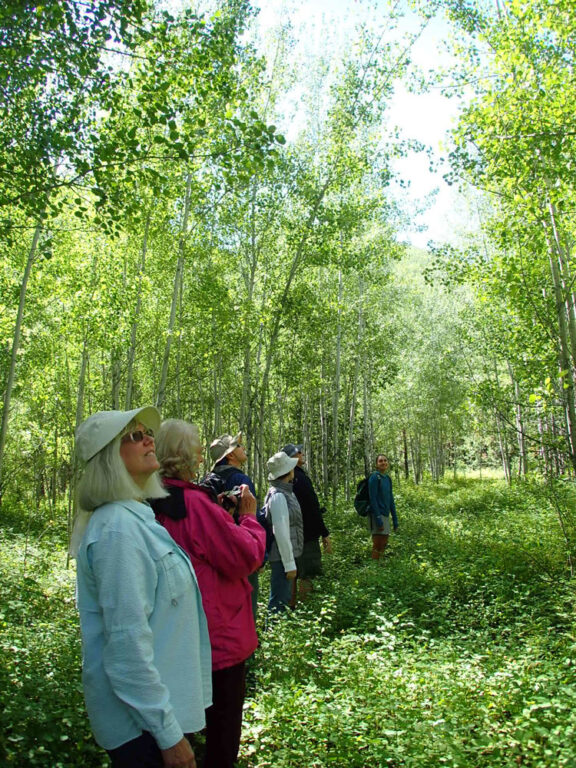 Nature-Walk_Glacier_5