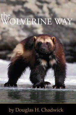 best books about Glacier National Park The Wolverine Way