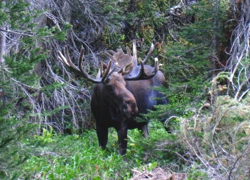 Moose are easily startled because they can't see very far. This makes them uneasy because they can smell and hear that something is coming, but probably can't see what it is. Photo by Glacier Guide, Sarah Metzger.