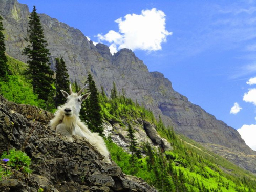 glacier national park wildlife - mountain goat