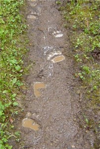 griz tracks in the mud