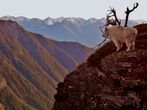 Gunsight - Mountain Goats: Not Actually Goats At All