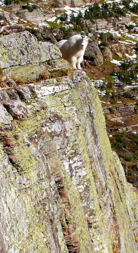Mountain Goats stay leaps and bounds above predators with their amazing jumping ability.