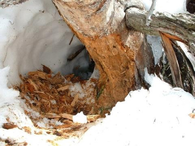 Wolverines build two dens. This is the natal den.