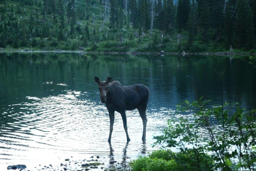 A curious sub-adult moose checks out her surroundings. Photo by Glacier NPS.